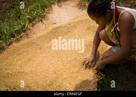 Une femme se dessèche une récolte de riz dans le district de Fenerive Est, à Madagascar. Banque D'Images