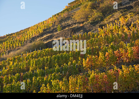 Culture Ahrtal outhouse cultiver cultiver à l'extérieur de la surface de la pente de montagne Allemagne Eifel Europe automne automne couleurs d'automne Banque D'Images