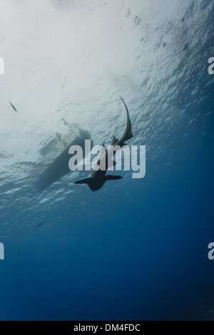 Le requin nourricier nage sous l'eau parallèlement à un bateau de plongée Banque D'Images