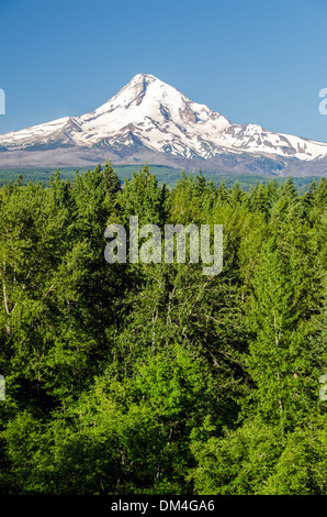 Vue verticale de Mt. L'augmentation de la hotte au-dessus d'une forêt dans l'Oregon Banque D'Images