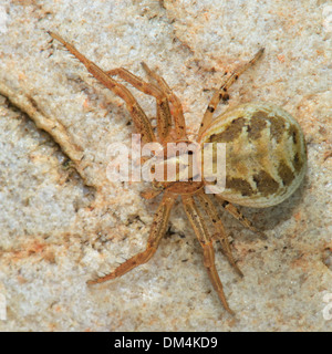 Gros plan d'une femme,un terrain d'entente, le crabe Xysticus cristatus araignée,. Essex, UK Banque D'Images