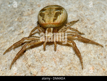 Gros plan d'une femme,un terrain d'entente, le crabe Xysticus cristatus araignée,. Essex, UK Banque D'Images