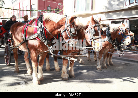 Clydesdale horse parade de Noël à Georgetown Banque D'Images