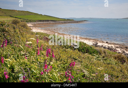 Glaïeuls sauvages poussant dans les haies à Tresco, Îles Scilly, Cornwall, Angleterre. Banque D'Images