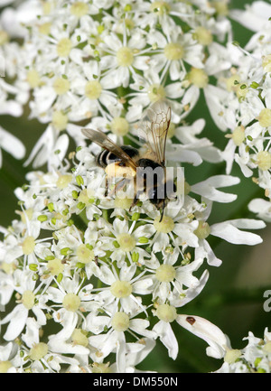 Davies' Mining, Colletes daviesanus, Abeille, Colletinae Apoidea, Apocrita, Hyménoptères. La collecte du pollen à partir de la berce du Caucase. Banque D'Images