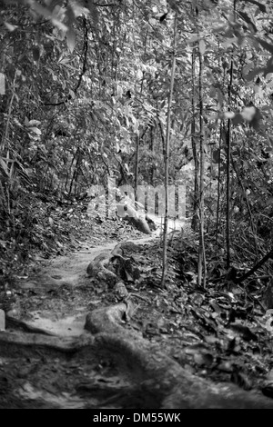 Photographie en noir et blanc d'un sentier sinueux à travers la réserve naturelle de Bukit Timah. Banque D'Images