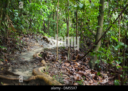 Sentier sinueux à travers la réserve naturelle de Bukit Timah. Banque D'Images