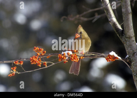 Le cardinal femelle (Cardinalis cardinalis) rayonnant de lumière de l'après-midi perché sur une branche de houx baies recouvertes de glace, USA Banque D'Images