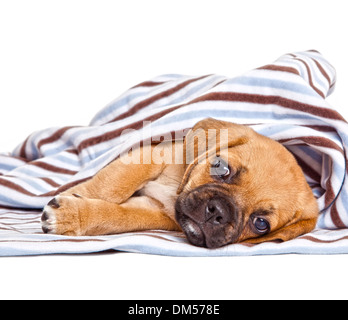 Mignon chiot Puggle isolé sur fond blanc Banque D'Images