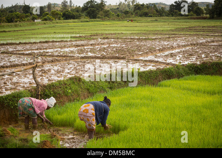 Transplantation agriculteurs tiges de riz dans les régions rurales du district de Vatomandry, Madagascar. Banque D'Images