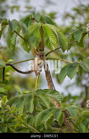 Ouistiti à queue noire (Mico melanura) dans l'arbre, le Pantanal, Mato Grosso, Brésil Banque D'Images