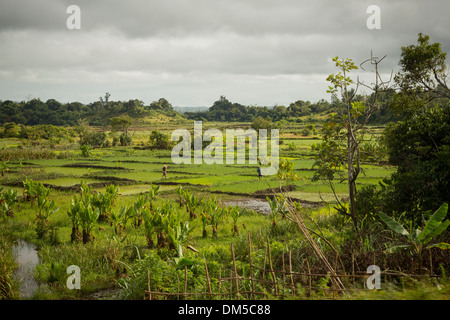 Rizières dans le district de Fenerive Est, à Madagascar Banque D'Images