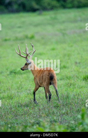 Cerf des marais (Blastocerus dichotomus ) - masculin - Le Pantanal, Mato Grosso, Brésil Banque D'Images