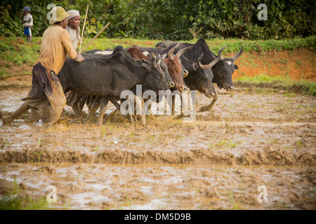 Agriculteurs et éleveurs préparer une rizière à la plantation dans le district de Fenerive Est, à Madagascar. Banque D'Images