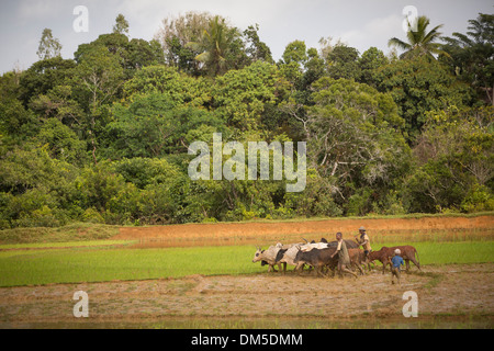 Agriculteurs et éleveurs préparer une rizière à la plantation dans le district de Fenerive Est, à Madagascar. Banque D'Images