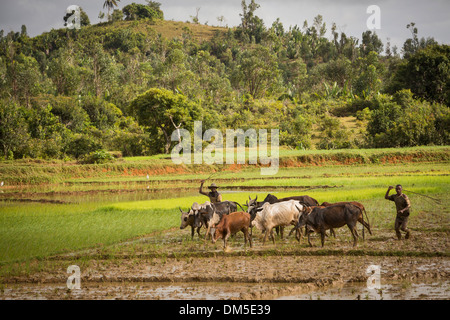 Agriculteurs et éleveurs préparer une rizière à la plantation dans le district de Fenerive Est, à Madagascar. Banque D'Images