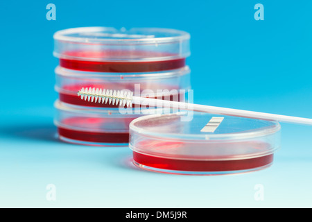 Collecteur de cellules et pétri avec de l'agar en culture cellulaire Banque D'Images