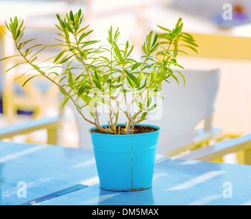 Plante dans un pot sur un fond de mer turquoise Banque D'Images