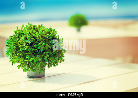 Plante dans un pot sur un fond de mer turquoise Banque D'Images