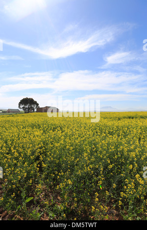 Des champs de colza sur la route N2 Banque D'Images