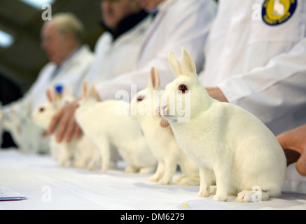 Des lapins blancs de lapin domestique dans une ligne à un spectacle. Petit animal show Burgess Banque D'Images