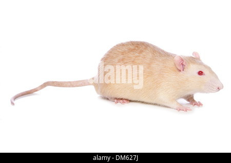 Plaqués Rat, animal Rat (Rattus norvegicus forma domestica), albino. Studio photo sur un fond blanc. Banque D'Images