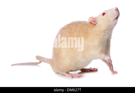 Plaqués Rat, animal Rat (Rattus norvegicus forma domestica), albino. Studio photo sur un fond blanc. Banque D'Images