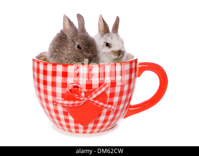 Lapin domestique. Deux lapins dans une grande tasse de thé. Studio photo sur un fond blanc. Banque D'Images