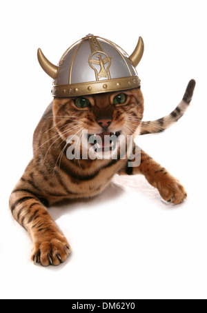 Chat en colère avec casque viking. Studio photo sur un fond blanc. Banque D'Images