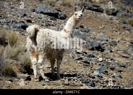 Le lama (Lama glama) Comité permanent dans les hautes terres andines, Altiplano, département de La Paz, Bolivie Banque D'Images