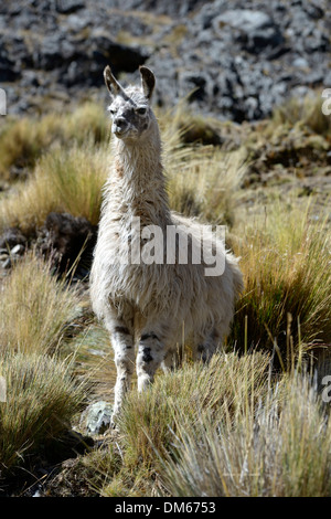 Le lama (Lama glama) Comité permanent dans les hautes terres andines, Altiplano, département de La Paz, Bolivie Banque D'Images