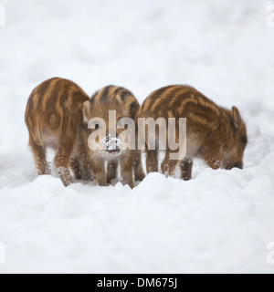 Le sanglier (Sus scrofa), les porcelets debout dans la neige, captive, Saxe, Allemagne Banque D'Images