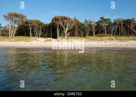 Le relais du lac plage et forêt, mer Baltique, Darss, Poméranie occidentale Lagoon Salon National Park, Allemagne Banque D'Images