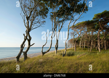 Wind-tordu des hêtres (Fagus sylvatica) et de pins (Pinus sylvestris) Le relais du lac, plage, mer Baltique, Darss, Poméranie occidentale Lagoon Banque D'Images