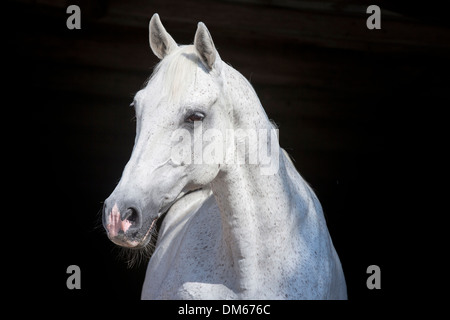 Anglo-Arabian Anglo-Arab Portrait of old grey mare Banque D'Images