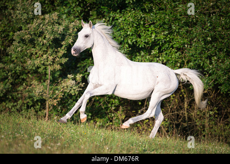 Anglo-Arabian Anglo-Arab jument grise pâturage au galop Banque D'Images