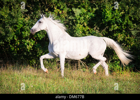 Anglo-Arabian Anglo-Arab jument grise trotting pasture Banque D'Images