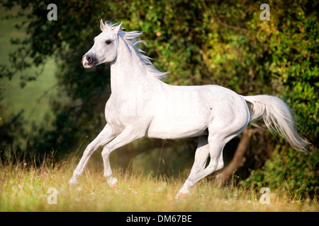 Anglo-Arabian Anglo-Arab jument grise pâturage au galop Banque D'Images