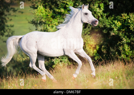 Anglo-Arabian Anglo-Arab jument grise pâturage au galop Banque D'Images