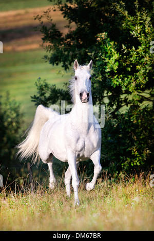 Anglo-Arabian Anglo-Arab jument grise trotting pasture Banque D'Images