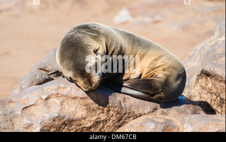 Les jeunes phoques à fourrure brun ou du Cap (Arctocephalus pusillus) dormir sur un rocher, Dorob National Park, Cape Cross, Namibia Banque D'Images