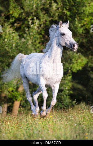 Anglo-Arabian Anglo-Arab jument grise pâturage au galop Banque D'Images