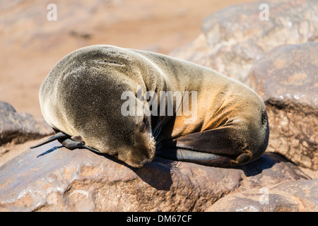 Les jeunes phoques à fourrure brun ou du Cap (Arctocephalus pusillus) dormir sur un rocher, Dorob National Park, Cape Cross, Namibia Banque D'Images