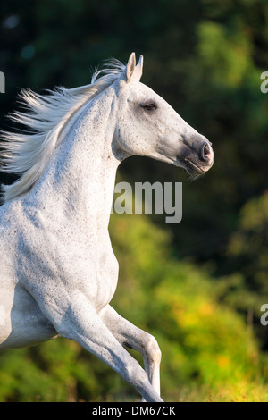 Anglo-Arabian Anglo-Arab Portrait de jument grise pâturage au galop Banque D'Images