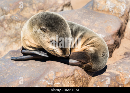 Les jeunes phoques à fourrure brun ou du Cap (Arctocephalus pusillus) dormir sur un rocher, Dorob National Park, Cape Cross, Namibia Banque D'Images