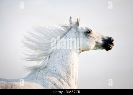 Anglo-Arabian Anglo-Arab Portrait de jument grise pâturage au galop Banque D'Images