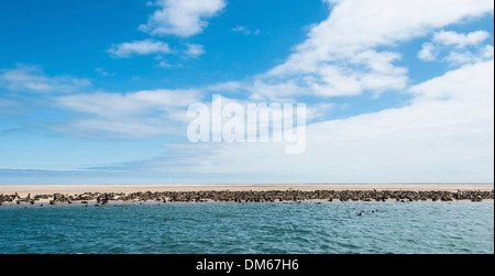 Colonie de phoques à fourrure brun ou du Cap (Arctocephalus pusillus) sur un banc, près de Walvis Bay, en Namibie Banque D'Images