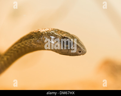 Boomslang (Dispholidus typus), Désert vivant Snake Park, Walvis Bay, en Namibie Banque D'Images