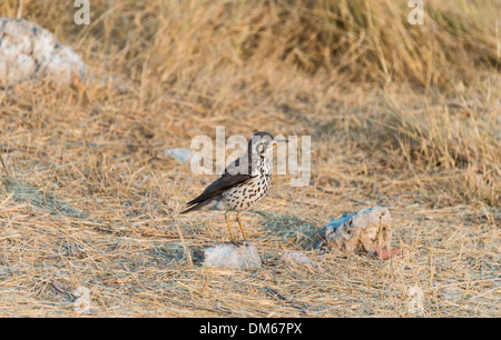 (Psophocichla litsipsirupa (Groundscraper Thrush), Etosha National Park, Namibie Banque D'Images