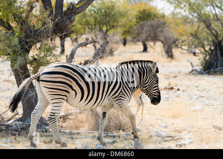 Zèbre des plaines (Equus quagga), Etosha National Park, Namibie Banque D'Images